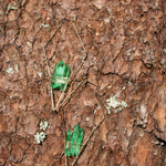 "The Evergreens" Emerald Green Quartz Earrings