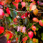 "The Magnolias" Circular Pink Quartz Earrings